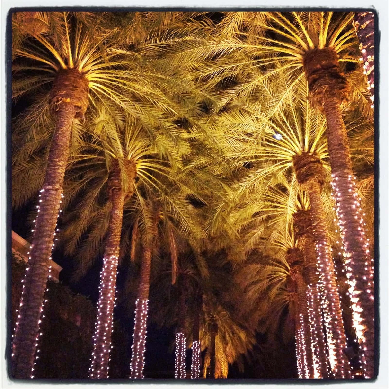 Palm trees with lights on them all in a row.