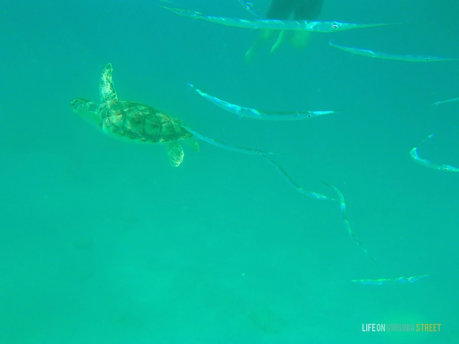 A turtle swimming in the ocean beside long fish.