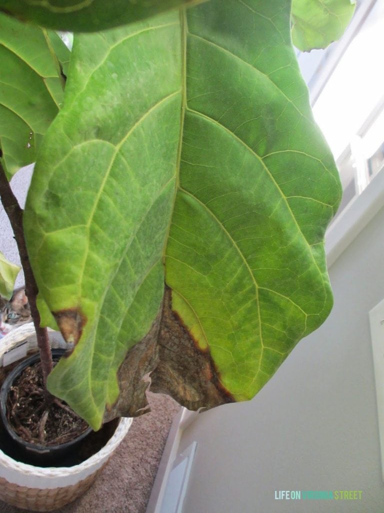 Fiddle leaf fig leaf with brown spots.