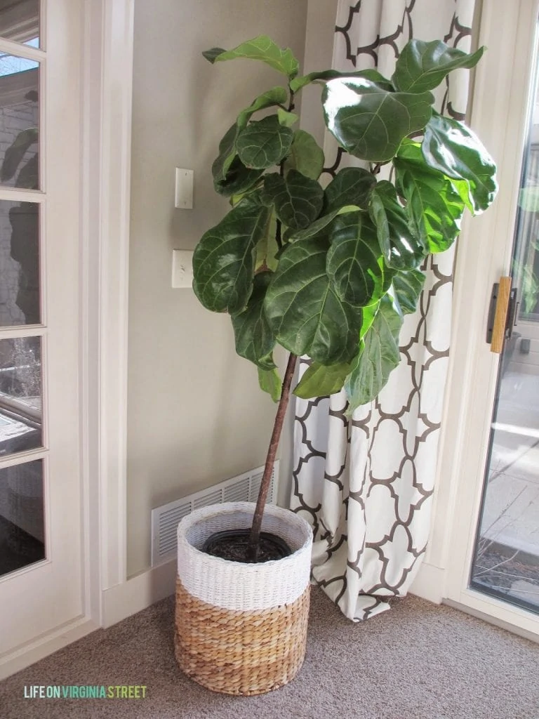 Fiddle leaf fig tree care and tips. 