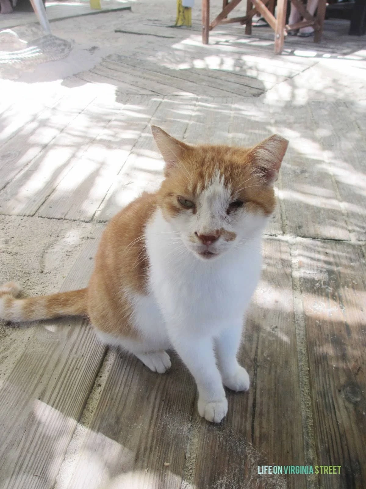 A white and ginger cat at the resort.