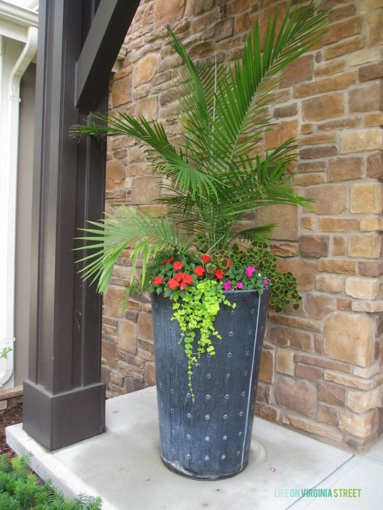 A large black porch planter filled with a palm tree, creeping jenny, impatiens, coleus and asparagus grass.