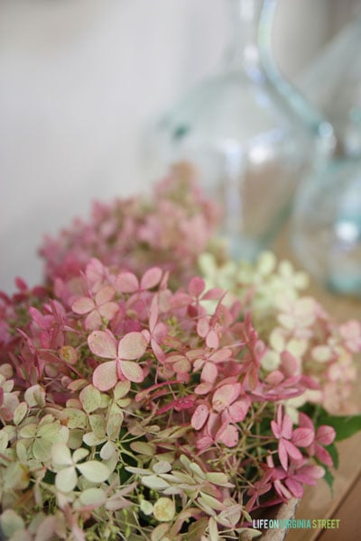 Close up picture of the pink, white and green hydrangeas.