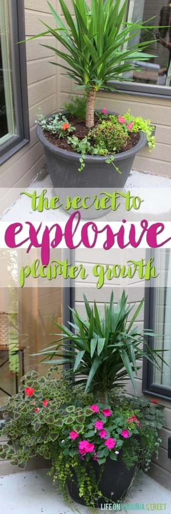 The secret to explosive planter growth and the best fertilizer for container plants!