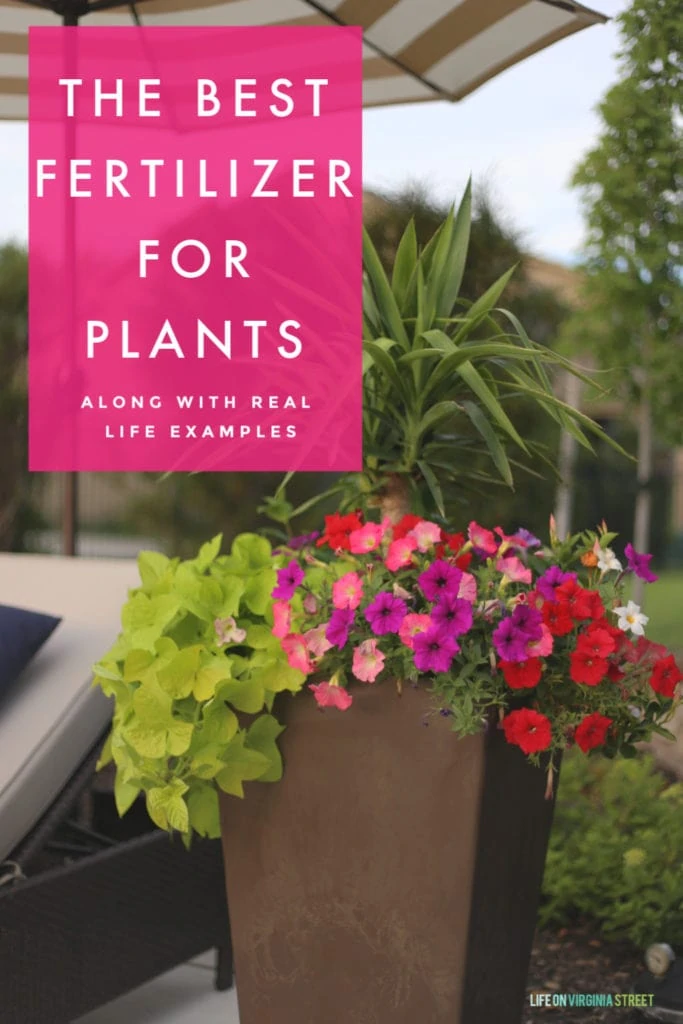 Sharing the best fertilizer plants along with real life examples and other gardening ideas!