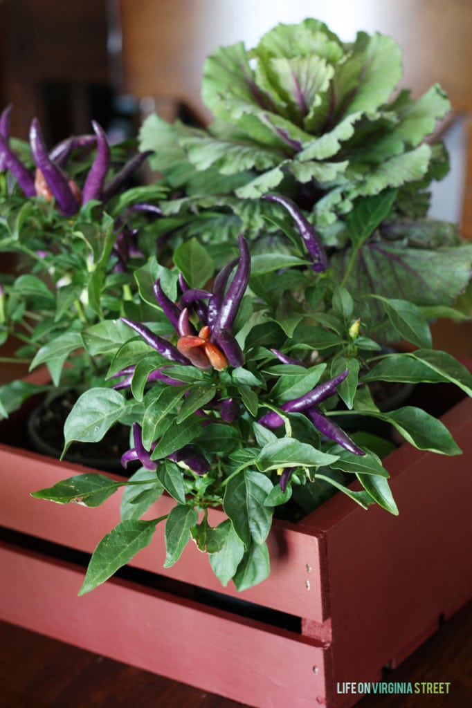 Up close picture of purple and green plants.