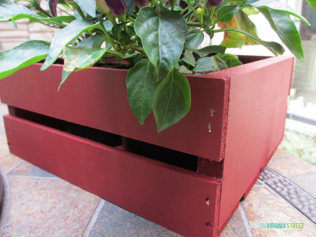 The wooden crate painted in "sangria" color with a plant in it.