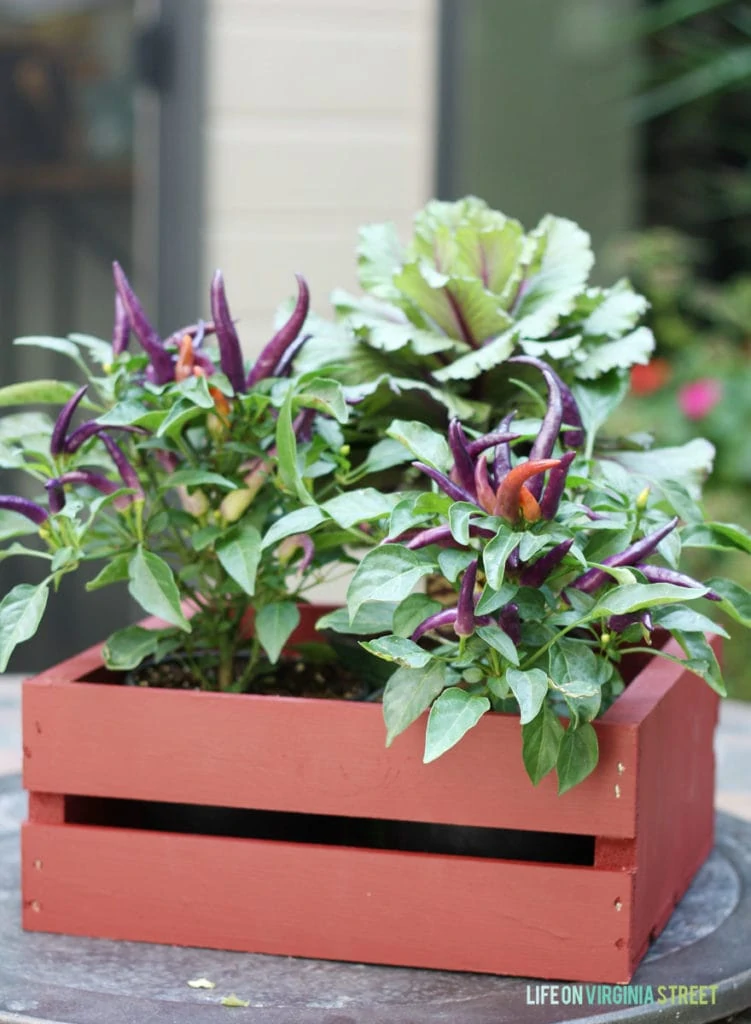 Green and purple plants in painted wooden crate.