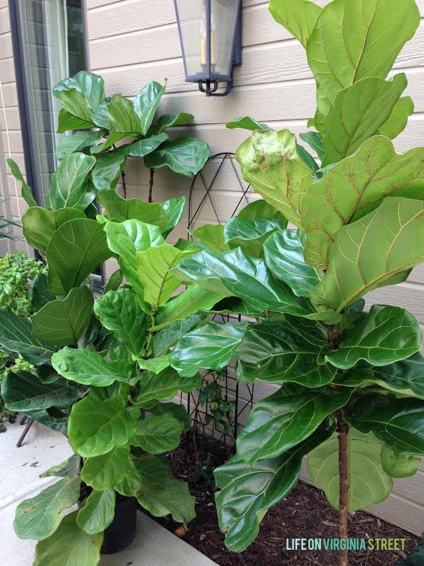 fiddle leaf figs