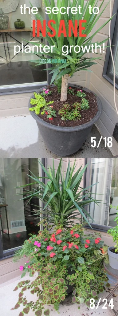 The secret to insane planter growth - gorgeous results using this best fertilizer for plants. These container planters are stunning!