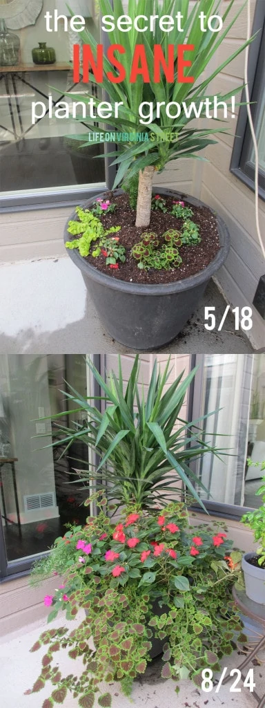 the secret to insane planter growth