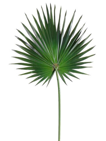 Decorating with Palm Fronds | Life On Virginia Street