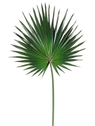 Silk Fan Palm.