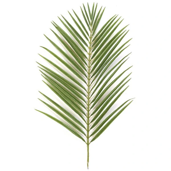 A large green palm lying on a white surface.