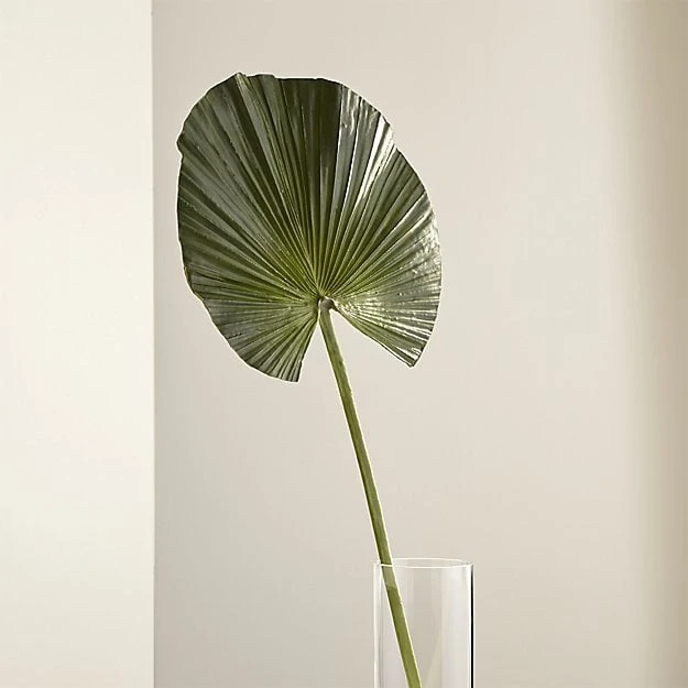 A fan type of palm single stem in a vase.