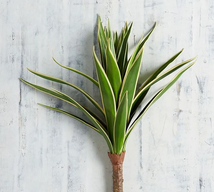 Agave palm featured.