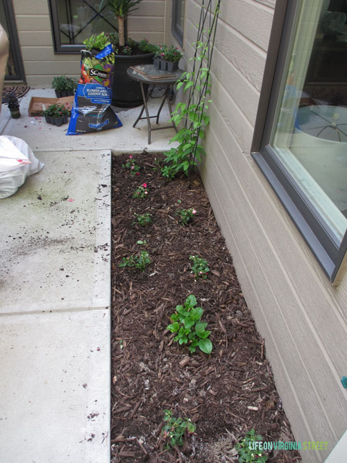 Courtyard Flowers Spring 2015 - Life On Virginia Street