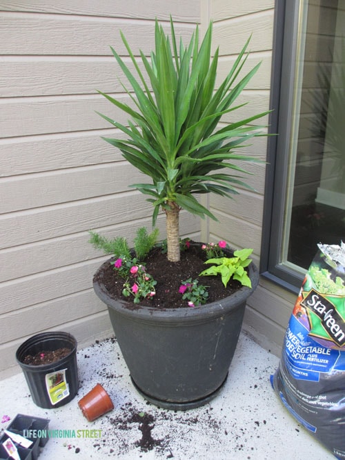 Courtyard Planters Spring 2015 - Life On Virginia Street