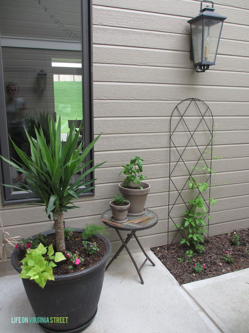 Courtyard Plants Spring 2015 - Life On Virginia Street