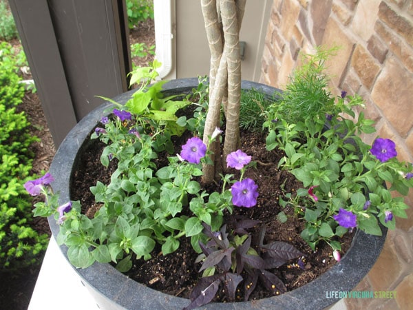 Front Porch Planter Spring 2015 - Life On Virginia Street