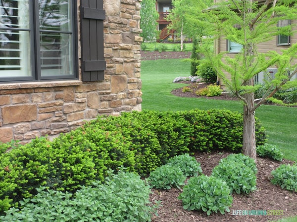 Front Yard Spring 2015 - Life On Virginia Street