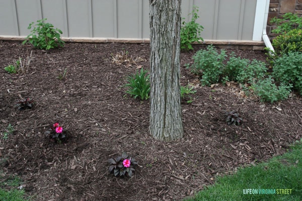 Monrovia Impatiens around tree