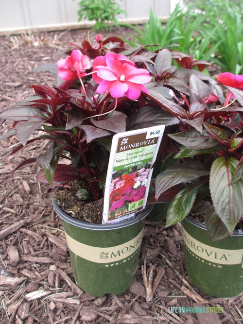 Beautiful Monrovia Plants: Monrovia Impatiens in Pots