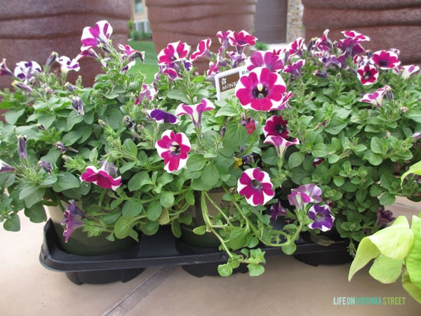 Monrovia Petunias