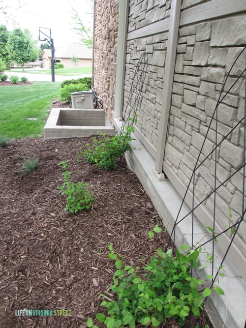 Side Yard Plants Spring 2015 - Life On Virginia Street