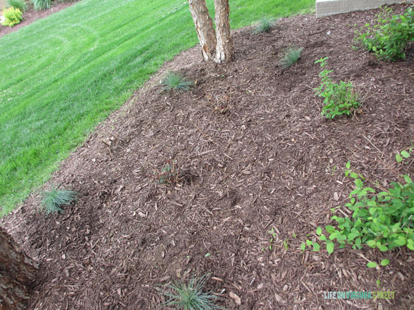 Side Yard Spring 2015 - Life On Virginia Street