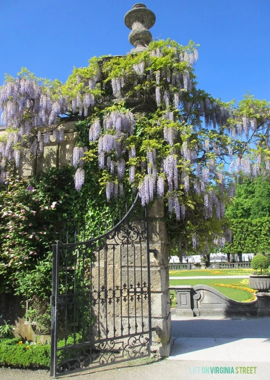 Stunning lilacs hanging from a gate at the Salzburg gardens. 