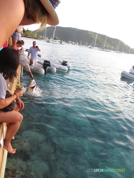 BVI - Tarpon Feeding 2 - Life On Virginia Street