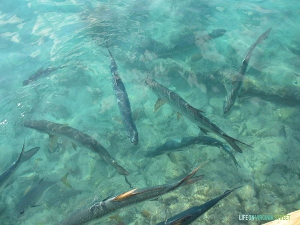 BVI - Tarpon Feeding - Life On Virginia Street