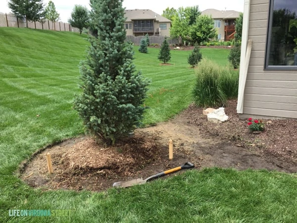 Backyard - After Removing Grass - Life On Virginia Street