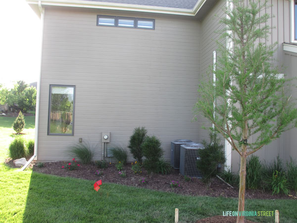 Backyard Bald Cypress - Life On Virginia Street