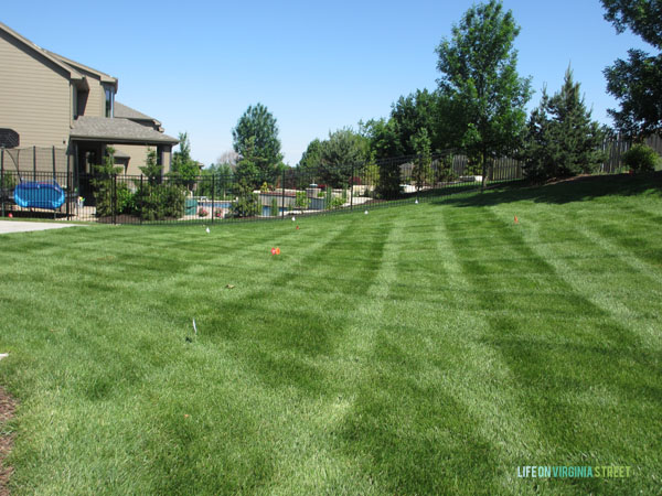 Backyard Before Trees 3 - Life On Virginia Street