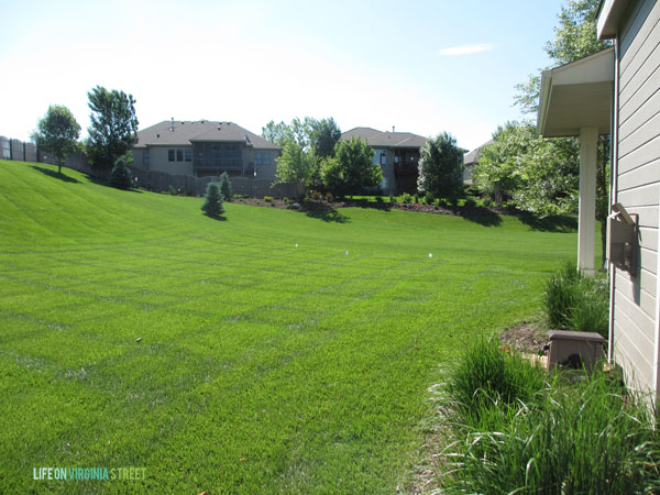 Backyard Before Trees - Life On Virginia Street