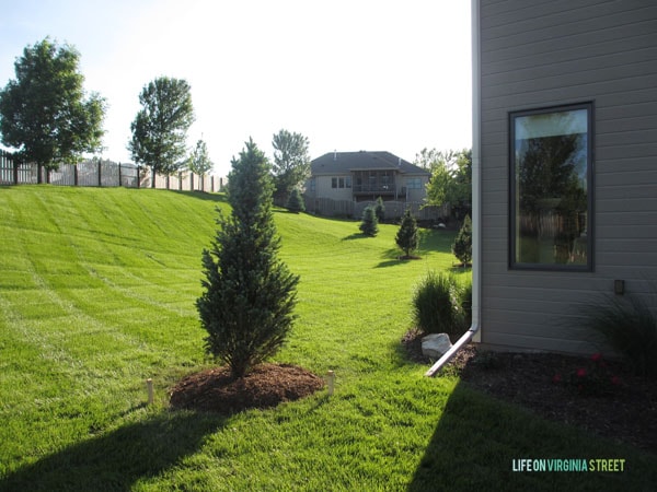 Backyard Columnar Blue Spruce - Life On Virginia Street