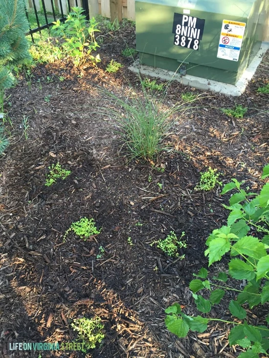 Backyard - Hill Ground Cover - Life On Virginia Street