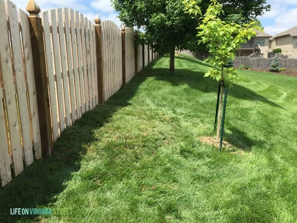 Backyard - Sod Replacement - Life On Virginia Street