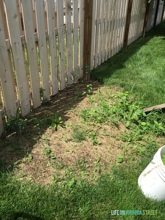 Backyard - Tree Removal Area - Life On Virginia Street