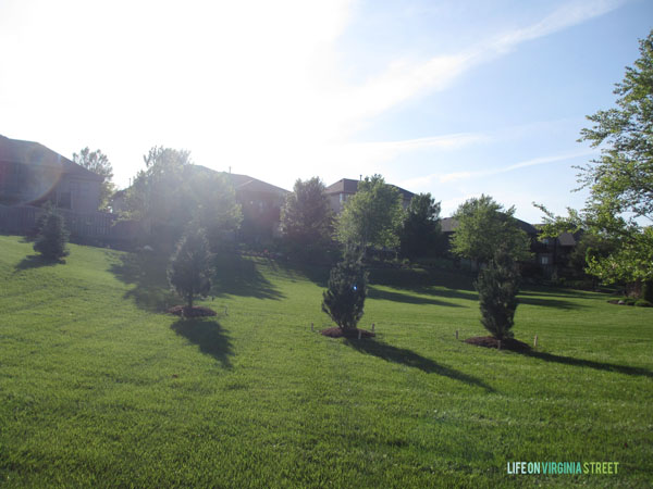 Backyard Vanderwolf Pines 2 - Life On Virginia Street