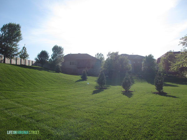 Backyard Vanderwolf Pines - Life On Virginia Street