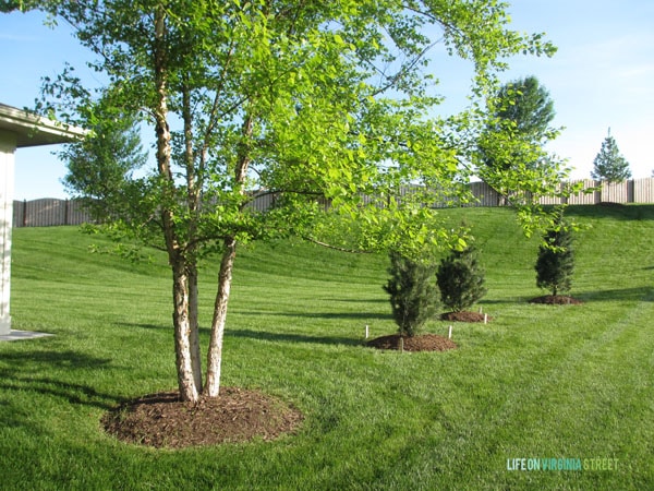 Backyard with Trees 2 - Life On Virginia Street