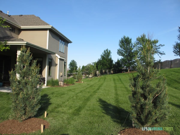 Backyard with Trees 3 - Life On Virginia Street