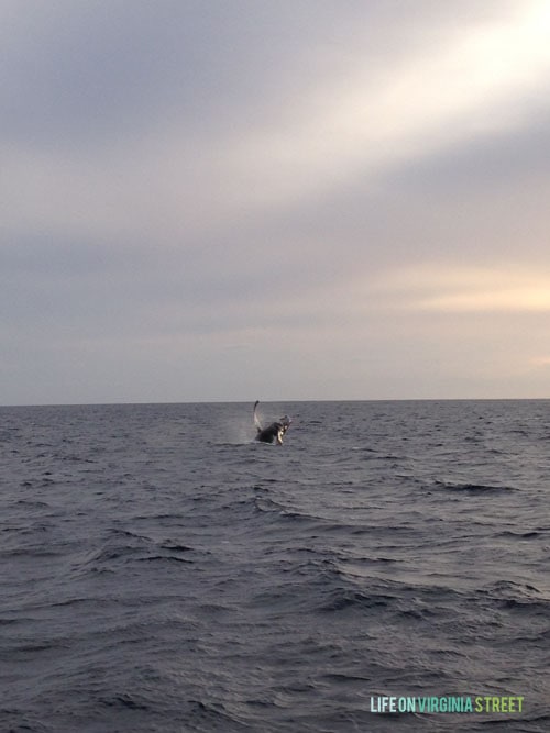 Cabo Whale Watching - Life On Virginia Street