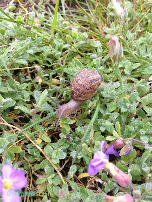 Ireland - Adare Manor snail - Life On Virginia Street
