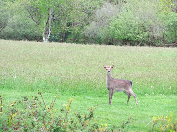 Ireland - Deer - Life On Virginia Street