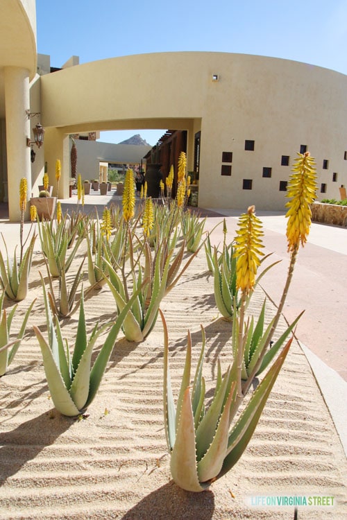 Resort at Pedregal grounds - Life on Virginia Street