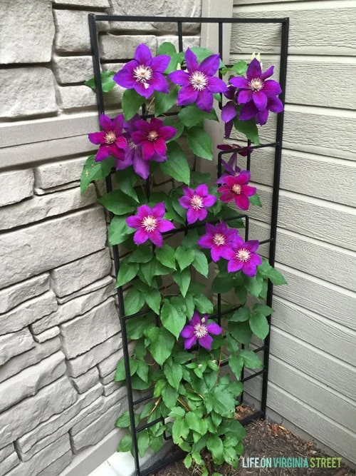 Summer Home Tour - Clematis - Life On Virginia Street